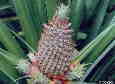 Pineapple (Ananas comosus)