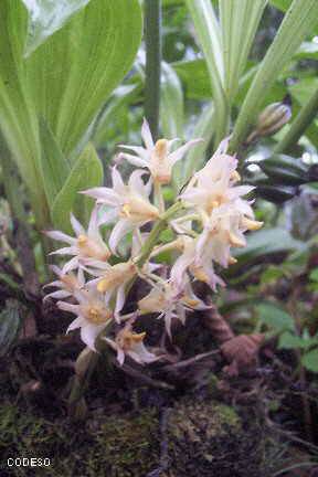 Foto Orquídeas nativas cerca de Mindo en el noroccidente de Pichincha