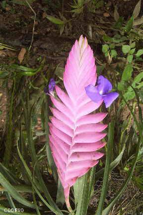 Photo Orquídeas nativas cerca de Mindo en el noroccidente de Pichincha