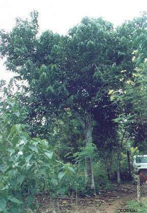 Maní de árbol injertado