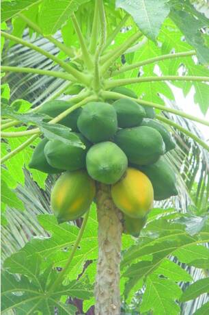 Papaya Carica papaya L.