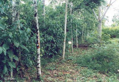 Fotos Manejo de Finca Integral