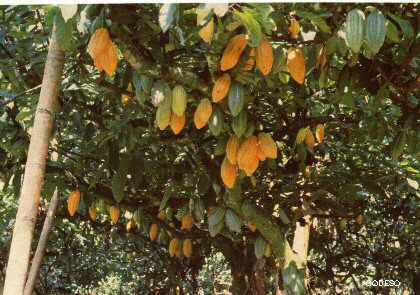 Frutas de cacao Provincia Orellana Ecuador Sudamerica