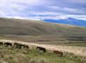 Bilder Nationalpark Cotopaxi