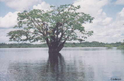 The Laguna Grande in the Cuyabeno Wildlife Production ReserveProvince of Sucumbíos - Ecuador
