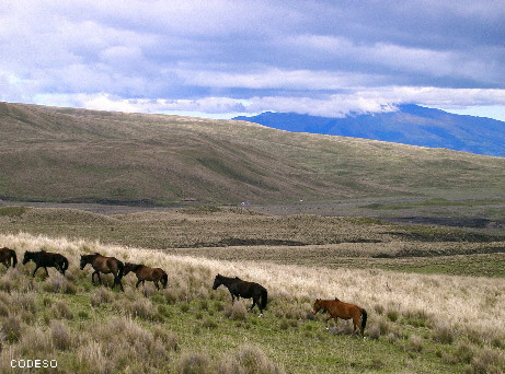 Cotopaxi - Parque Nacional - National Park 