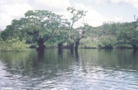 La Laguna Grande de Cuyabeno