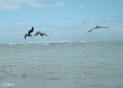 Pelícanos - Galapagos Islas Pelikane Pelicans