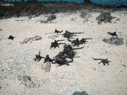 Galapagos Islands