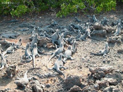 Islas Galapagos