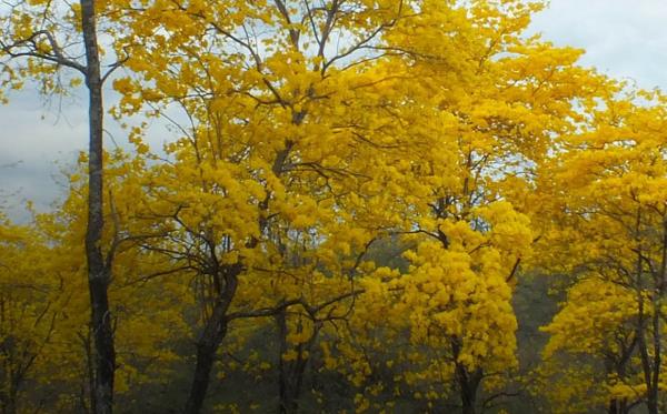 Florecimiento del guayacán (Tababuia chrysantha).  Arenillas