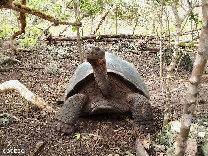 Galapagos Islands Tortuga Gigante Solitario George Riesenschildkrote Einsamer George Lonesome