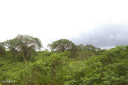 Árboles de Ceibo - Provincia Manabí