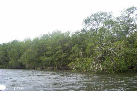 Foto: Manglares - Mangrove - MangleEcuador