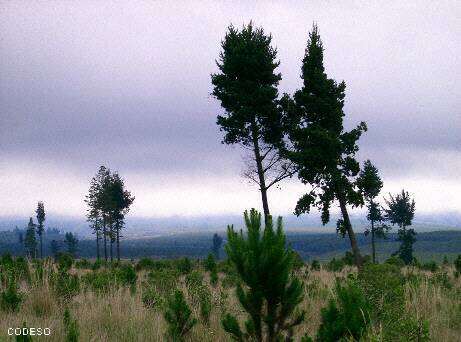 Cotopaxi - Parque Nacional - National Park 