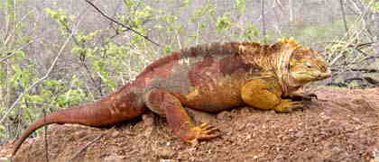 Land-Leguan auf dem Cerro DragonGalapagos Inseln